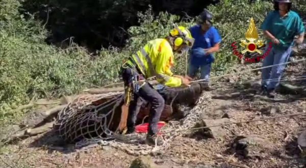 Cavallo scivola nel canalone nell’Imperiese, salvato con l’elicottero