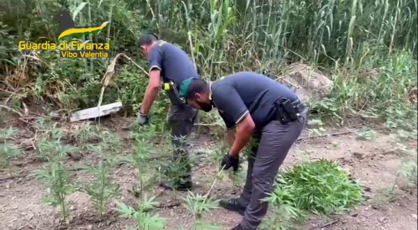 Sequestrata a Vibo Valentia estesa piantagione di canapa indiana