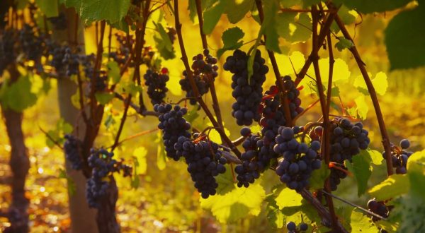 Vendemmia, produzione in calo