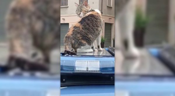 Festa del gatto, giro in volante per la mascotte della polizia Romina