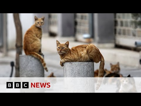 Thousands of cats die from Covid strain in Cyprus – BBC News