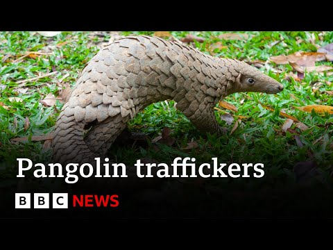 ‘Top’ pangolin traffickers caught by undercover sting operation – BBC News