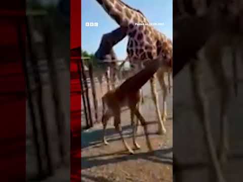 A rare baby giraffe which has no spots has been born in Tennessee. #US #Shorts #BBCNews