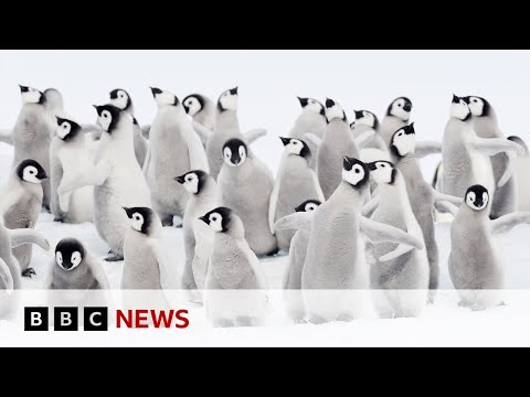 Thousands of emperor penguins killed in the Antarctic – BBC News