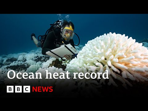 Oceans record hottest ever recorded temperature – BBC News