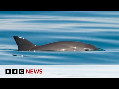 Extinction alert issued over endangered vaquita porpoise – BBC News