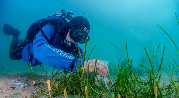 Marevivo, con “Replant” ripopolati 100 mq di cymodocea nodosa a Trieste