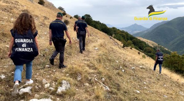 Maxi truffa all’Ue per “pascoli fantasma”, arresti e sequestri