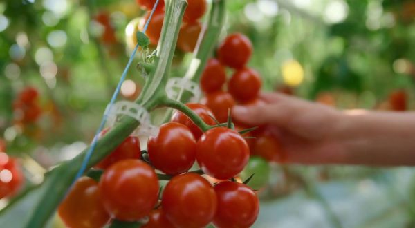 Biologico, le vendite aumentano del 9% nel 2023