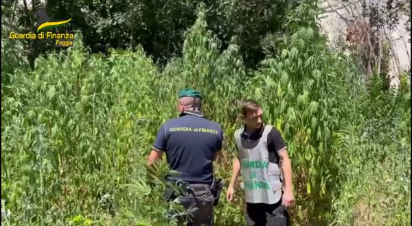 Foggia, scoperta piantagione di marijuana vicino alla stazione