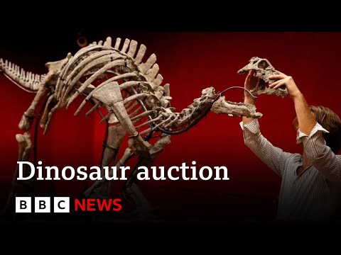 Rare dinosaur skeleton to be sold at auction – BBC News