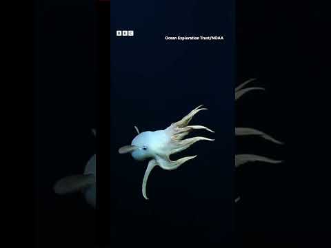 Rare ‘Dumbo’ octopus filmed on live stream in north Pacific Ocean. #Shorts #Octopus #BBCNews