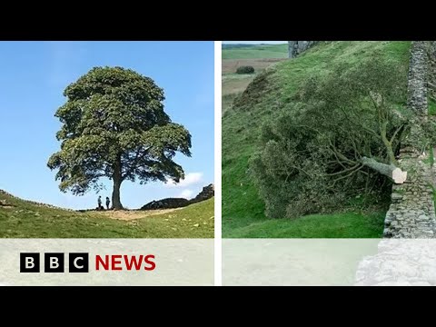 Sycamore Gap: Boy, 16, arrested after Hadrian’s Wall tree felled – BBC News