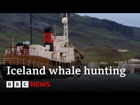 Whale hunting to restart in Iceland after suspension lifted – BBC News