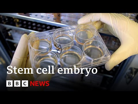 Scientists grow whole model of human embryo, without sperm or egg – BBC News