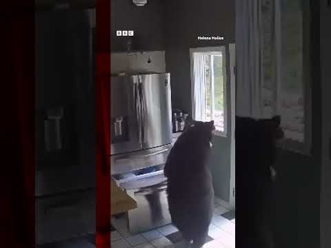 Bear caught stealing frozen lasagne from Connecticut home. #Shorts #Bears #BBCNews