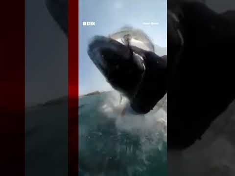 This is the moment a whale crashed into a man wing foiling in Australia. #Shorts #Whales #BBCNews