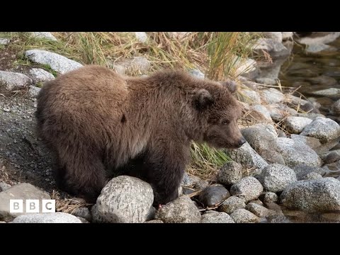 Fat Bear Week due to crown a new winner in Alaska – BBC News