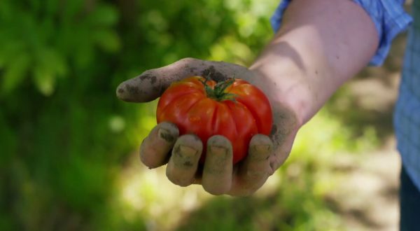 Bio, più ettari assicurati nel 2022