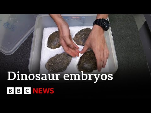 Inside Portugal’s dinosaur embryo discovery – BBC News