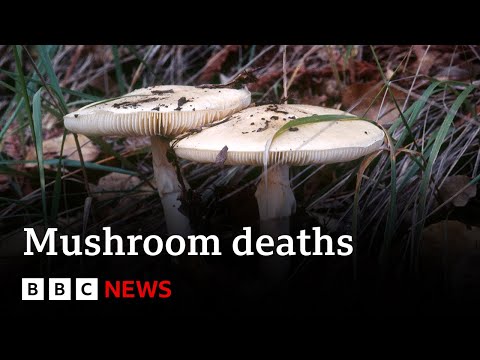 Australia mushroom deaths: Woman charged with murder – BBC News