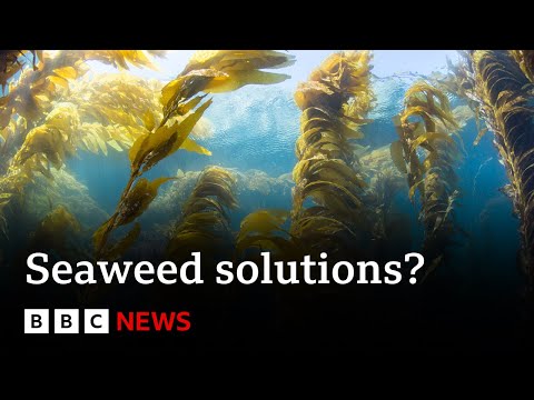 How can seaweed provide potential climate change solutions? – BBC News