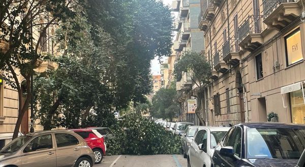 Palermo, alberi caduti per il forte vento in centro città