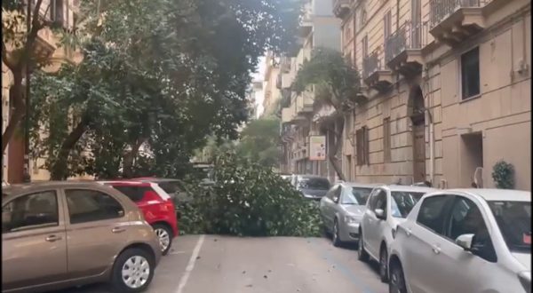 Alberi caduti per il forte vento a Palermo