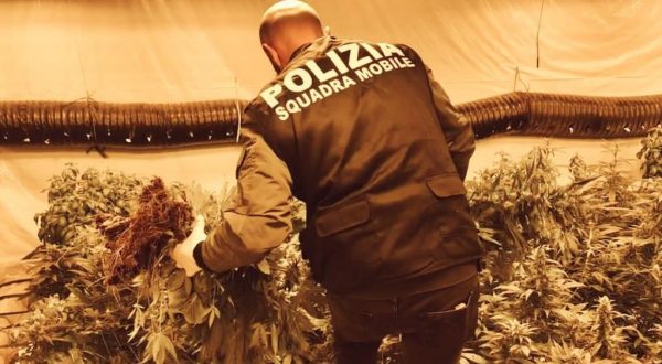 Polizia sequestra 140 kg di marijuana, arrestato 76enne a Niscemi