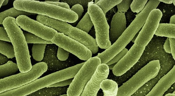 Tumore colon, enzima del batterio Escherichia Coli osservato speciale