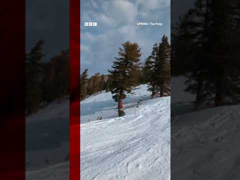 A skier just missed hitting a bear on the slopes of Lake Tahoe, California. #Shorts #BBCNews