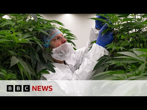 Netherlands trials legally cultivating cannabis for first time | BBC News