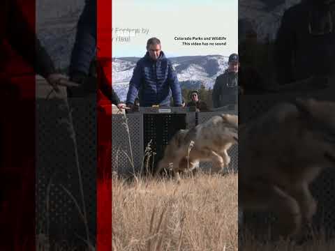 Moment grey wolves reintroduced into Colorado’s Rocky Mountains. #Shorts #Wolves #Colorado #BBCNews