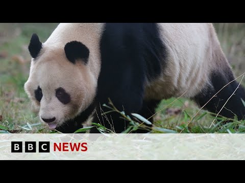 Giant pandas leave Edinburgh Zoo for return to China – BBC News