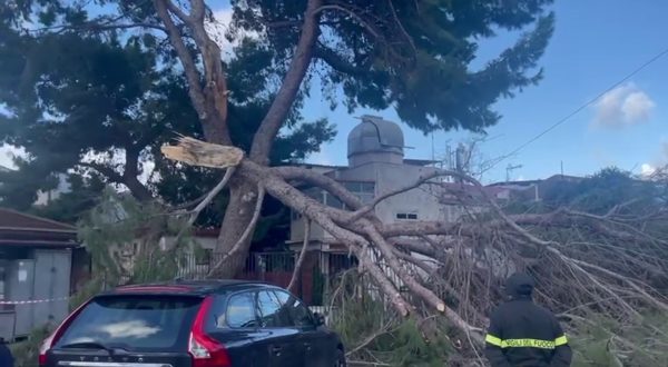 Maltempo a Palermo, così il vento spezza un grosso albero