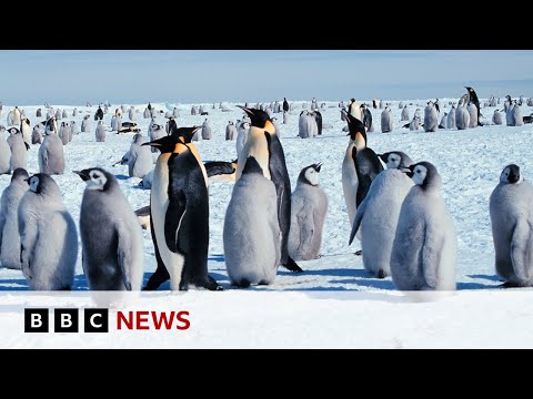 Four new emperor penguin groups discovered in Antarctica | BBC News