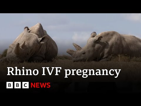 World’s first IVF rhino pregnancy ‘could save species’ | BBC News