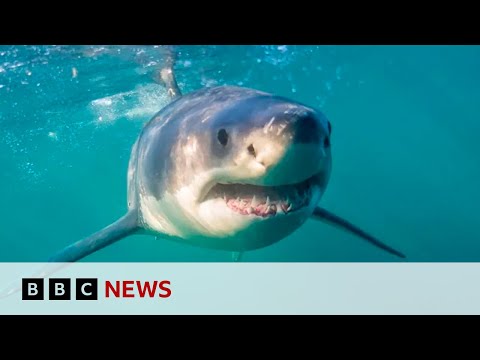 South Africa’s shark spotters back in action as great whites return | BBC News