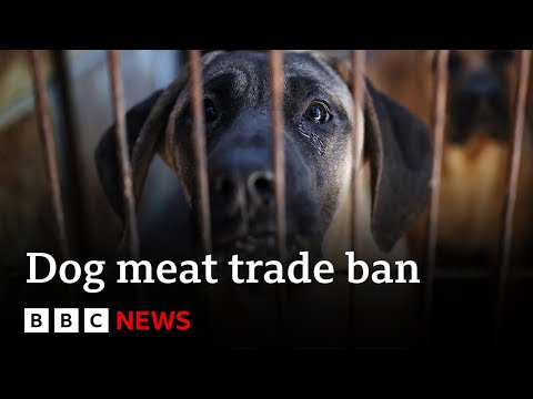 South Korea passes law banning dog meat trade | BBC News