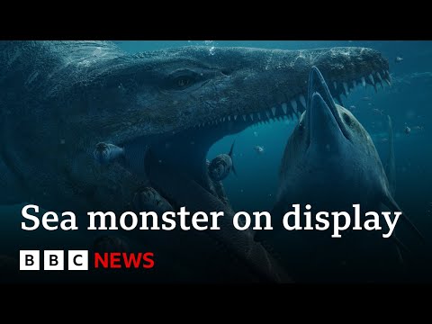 Colossal pliosaur sea monster skull goes on display – BBC News