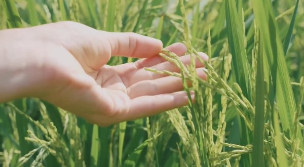 Agroalimentare, Pil in aumento