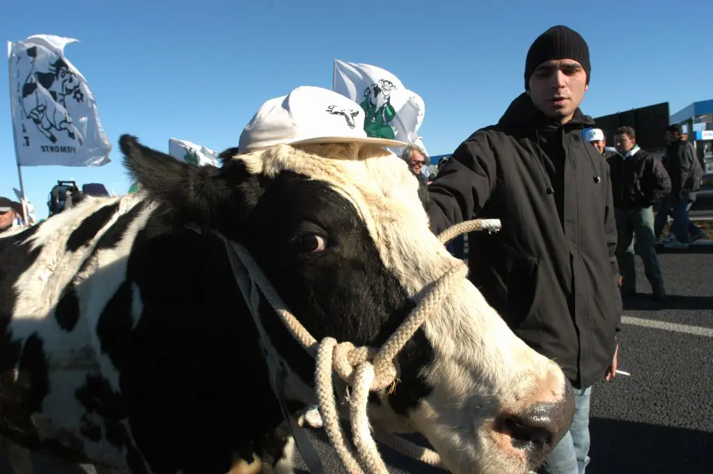 Protesta trattori, delegazione a San Pietro con la mucca Ercolina