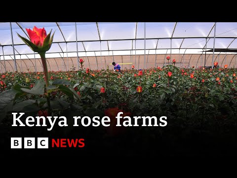 How rose farms in Kenya are using AI to battle climate change | BBC News