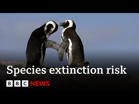 Migrating species crucial to planet under threat, says UN | BBC News