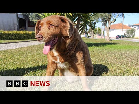 ‘World’s oldest dog’ stripped of title | BBC News