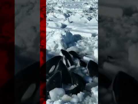 The stranded orcas were spotted by a fisherman earlier this week. #Shorts #Japan #BBCNews