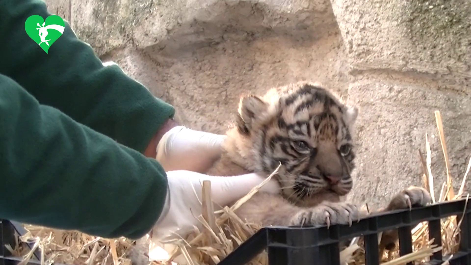 Nuova tigrotta al Bioparco di Roma, Palanza “Tuteliamo biodiversità”