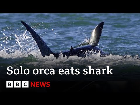 Killer whale hunts and eats great white shark | BBC News