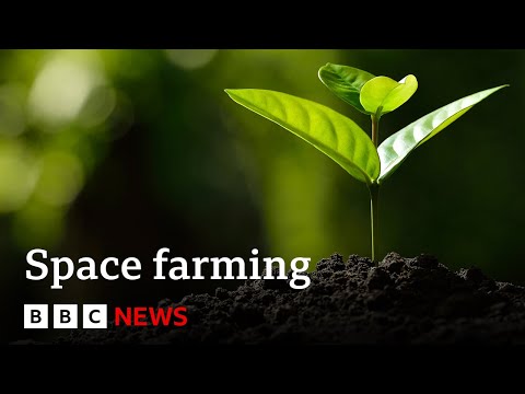 How do you grow plants in space? | BBC News