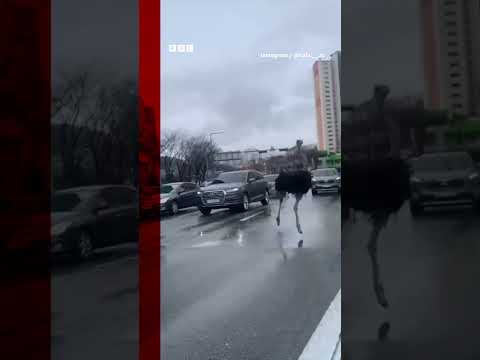 This ostrich was spotted roaming the streets of South Korea. #Shorts #SouthKorea #BBCNews